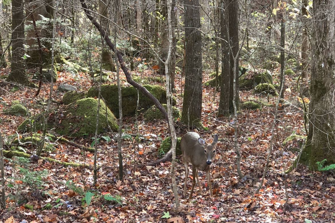 A deer stands in the forest surrounded by fallen leaves.
