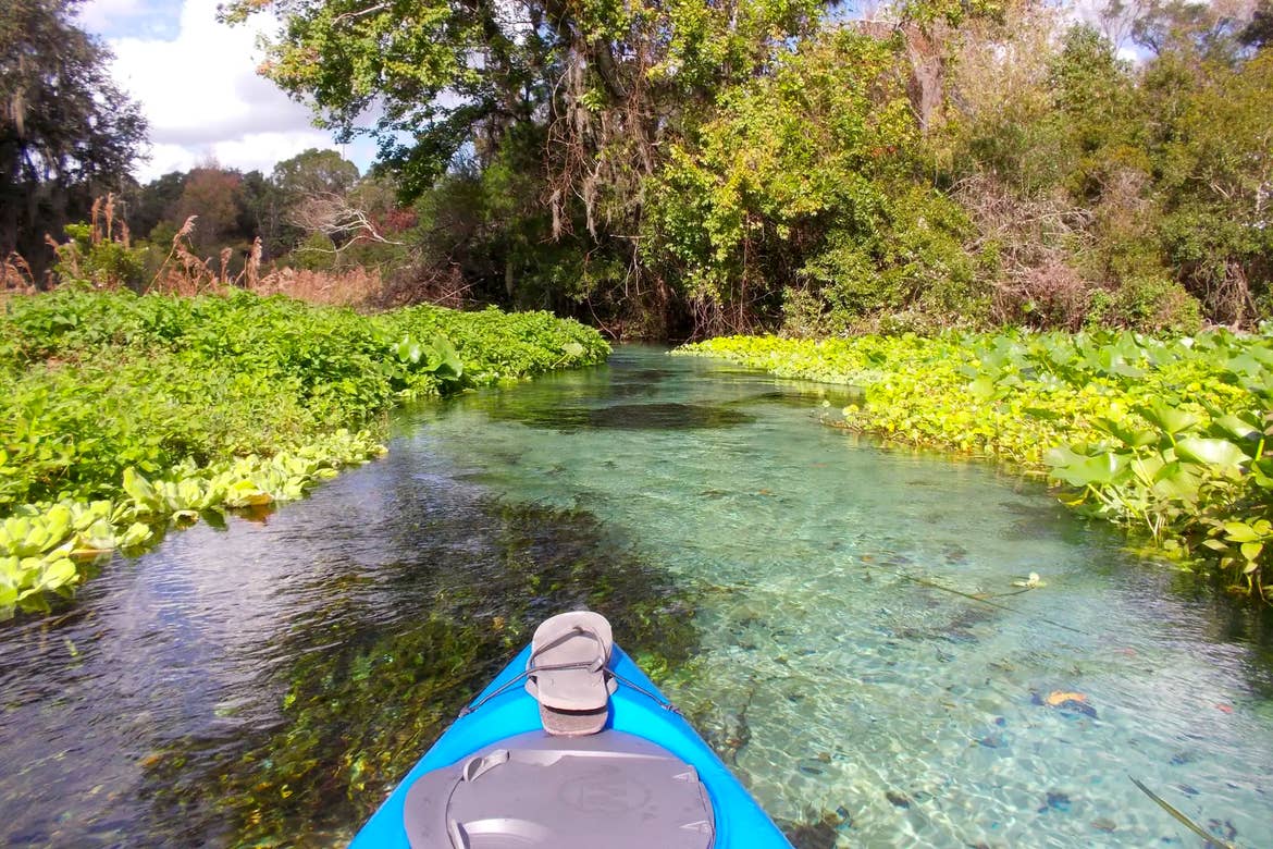 A blue kayak with flip flops tied up in a river surrounded by water plants.