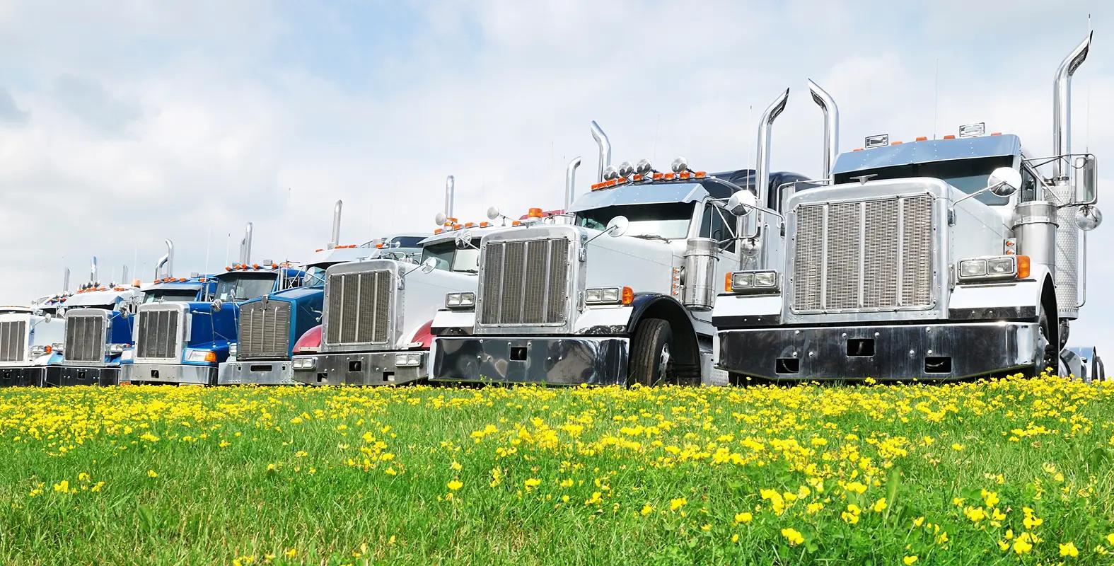 Semi trucks parked in a row with flowers in the foreground