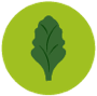 illustration-green-kale-leaf.png