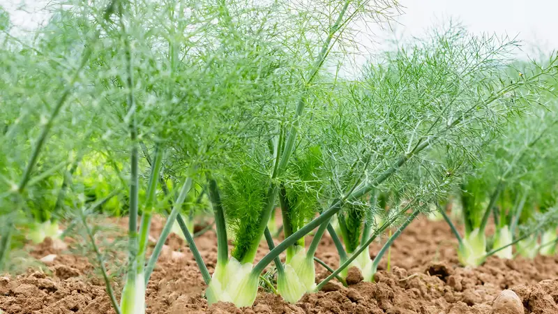 Fennel