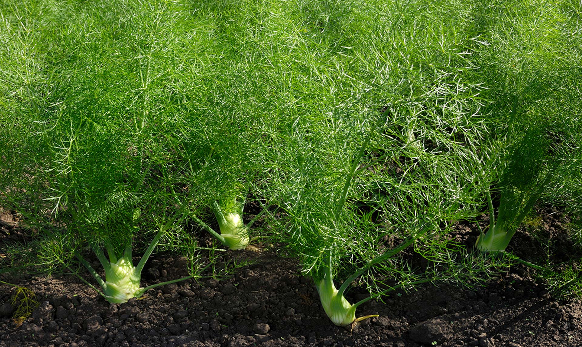 fennel-botanical-1920x1145-global.jpg