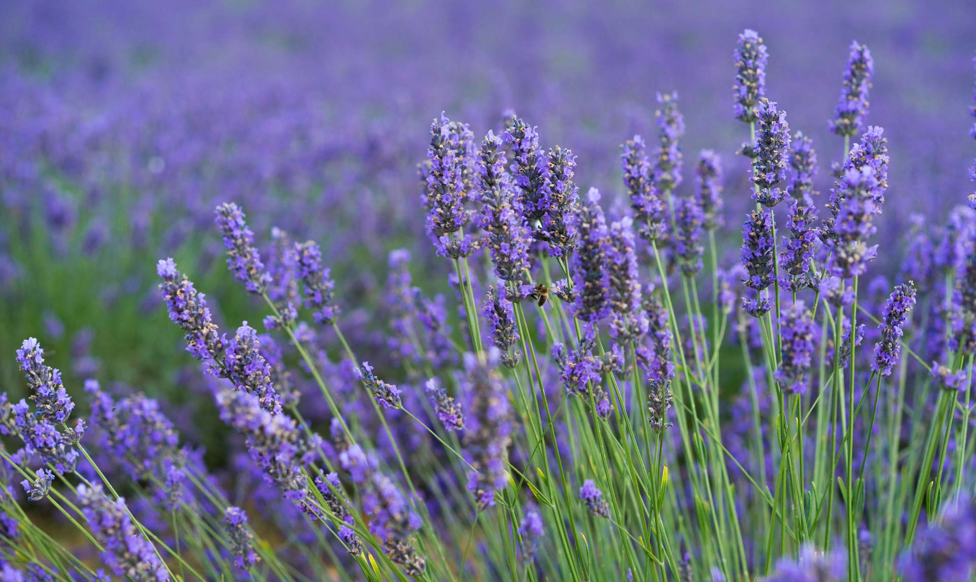 lavender-botanical-1920x1145-global.jpg