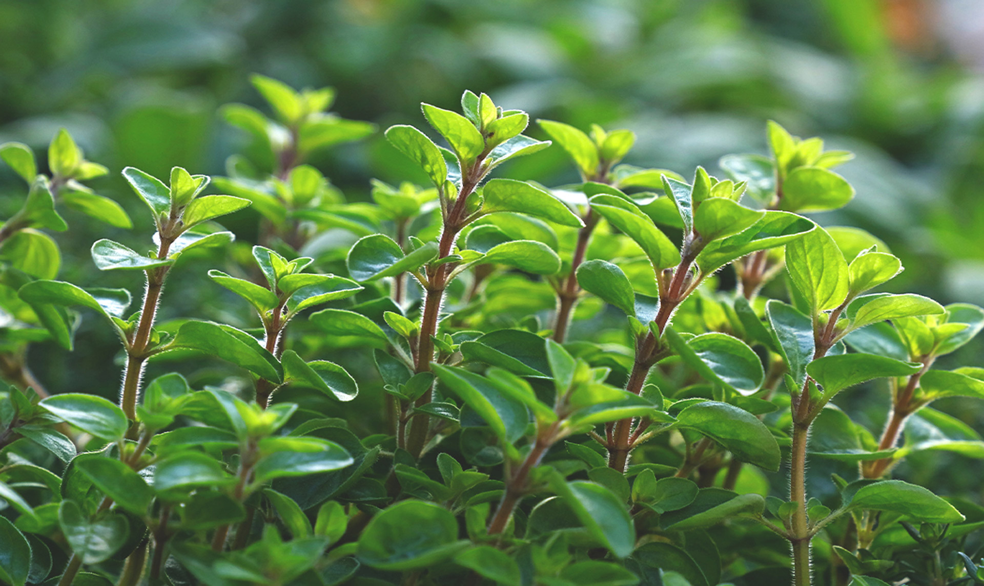 marjoram-botanical-1920x1145-global.jpg