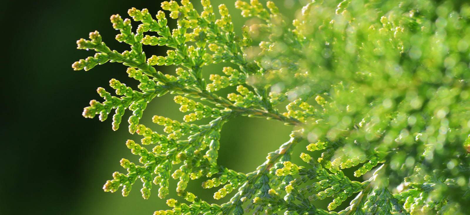 cypress-japanese-botanical-1600x733-global.jpg
