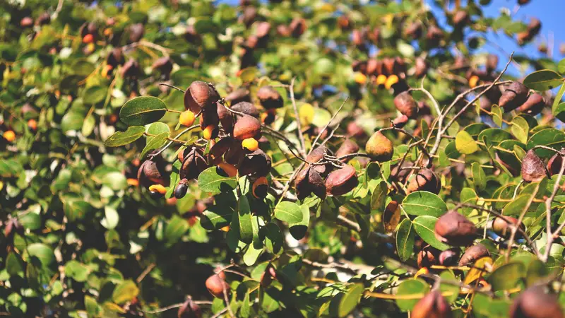 Copaiba