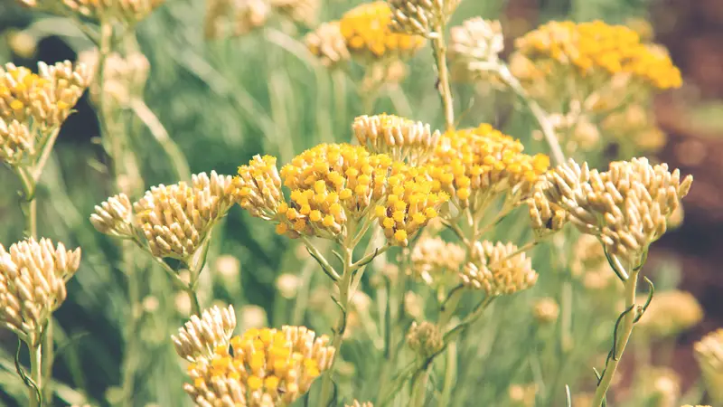 Helichrysum