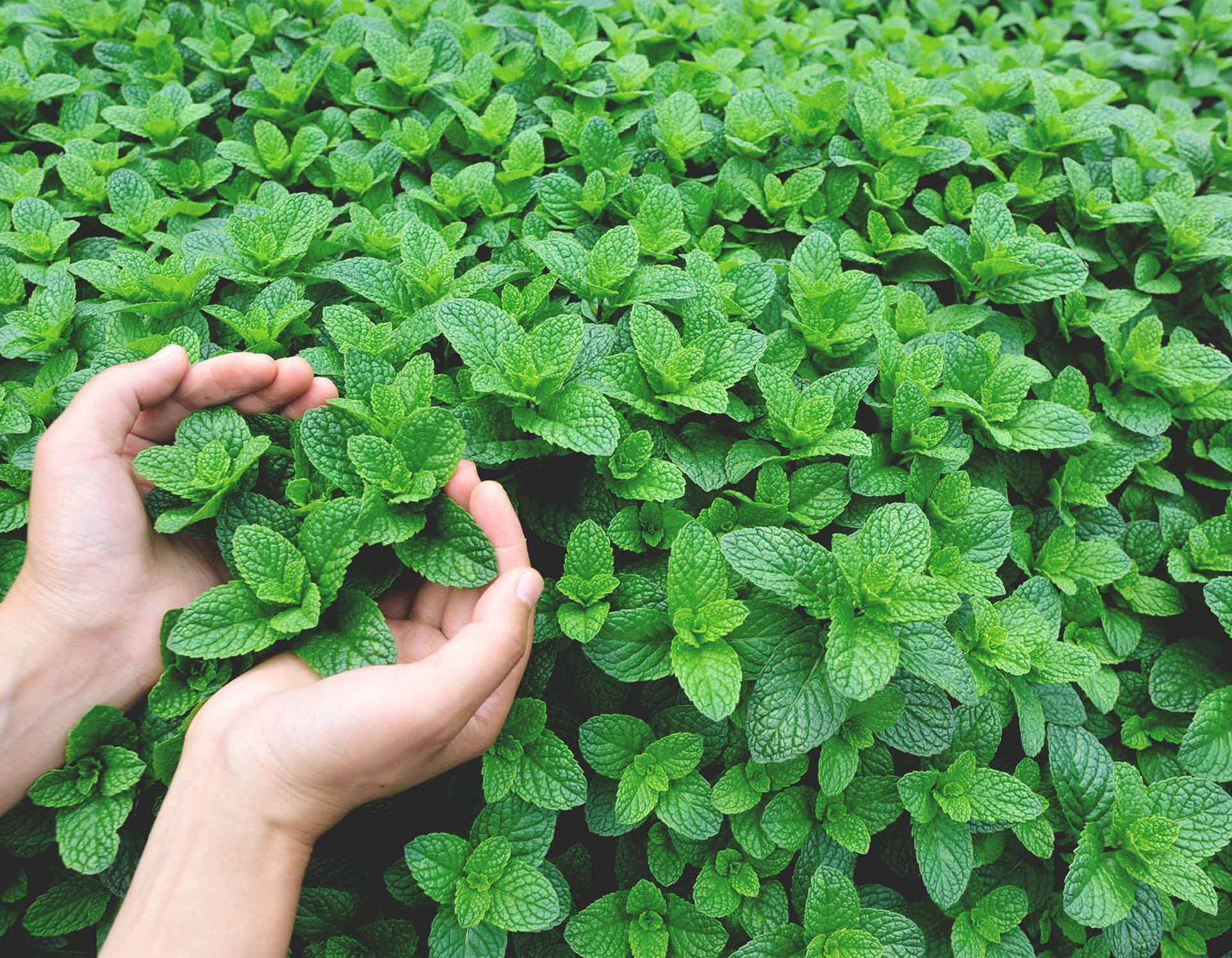 supermint-botanical-1920x1495-global.jpg