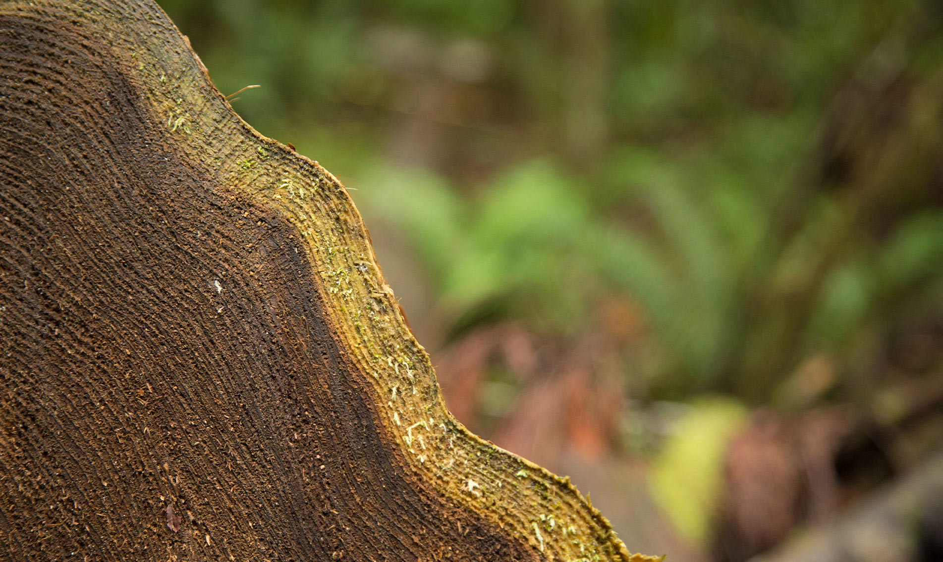 arborvitae-botanical-1903x1135-global.jpg