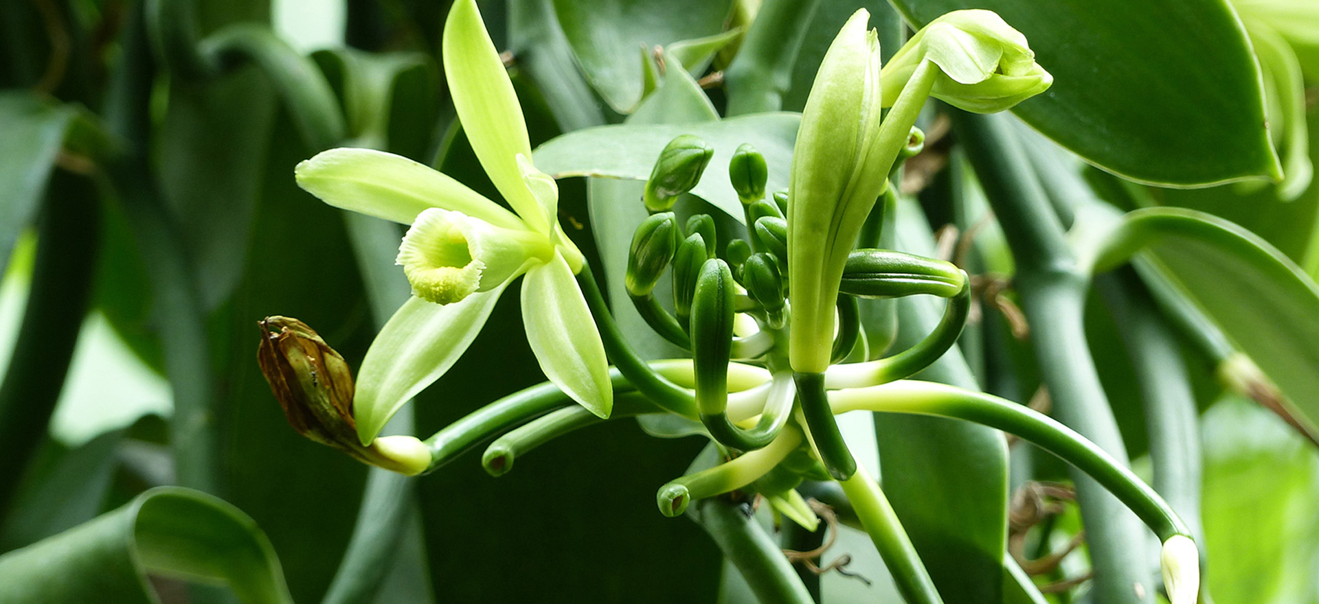vanilla-bean-unripe-botanical-1920x960-global.jpg