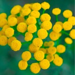 Blue tansy flowers