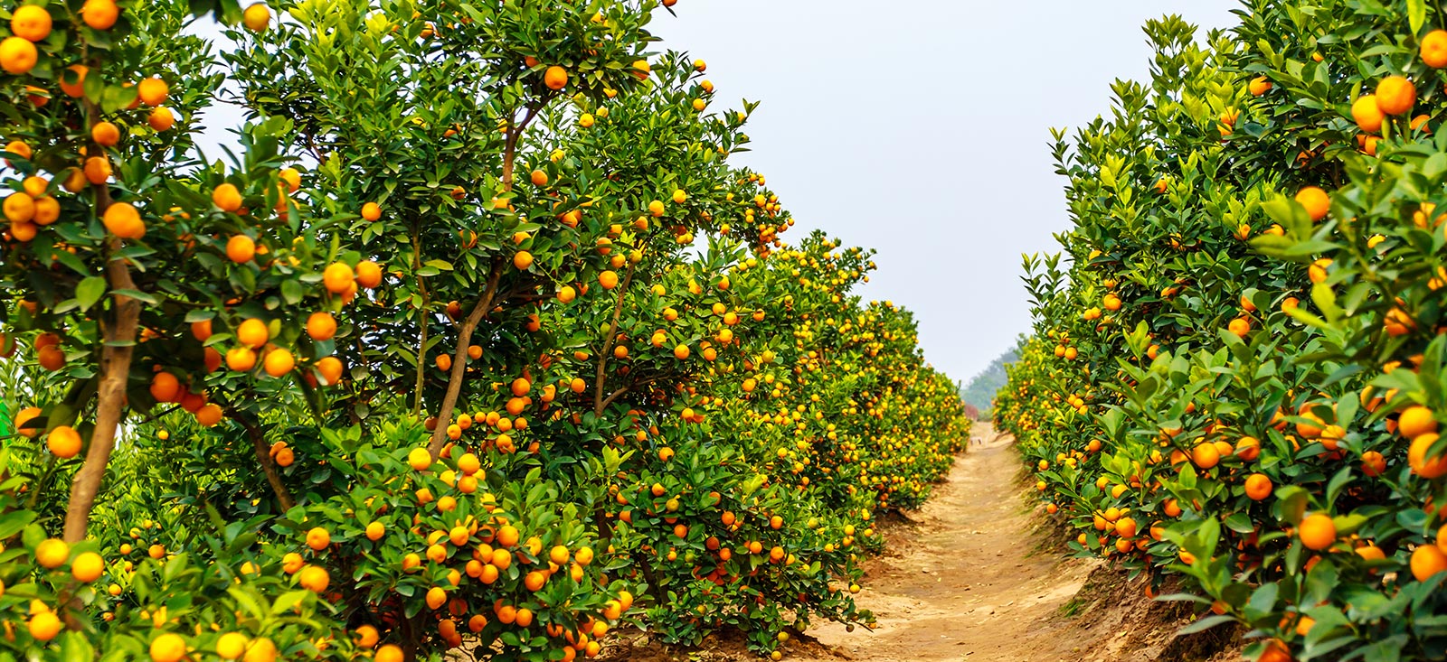 tangerine-grove-natural-landscape-1600x733-global.jpg