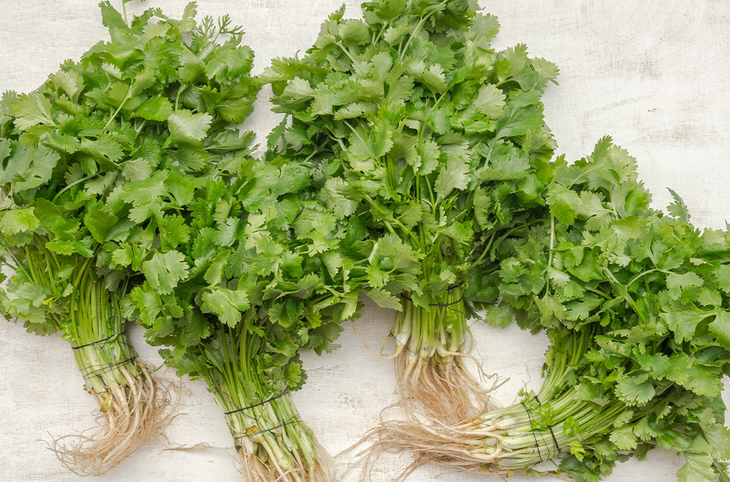 cilantro-sourcing-1920x1145-global.jpg