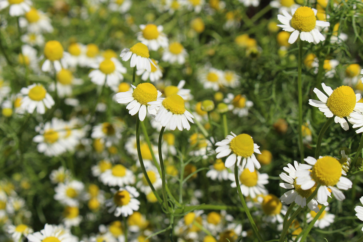 Roman Chamomile