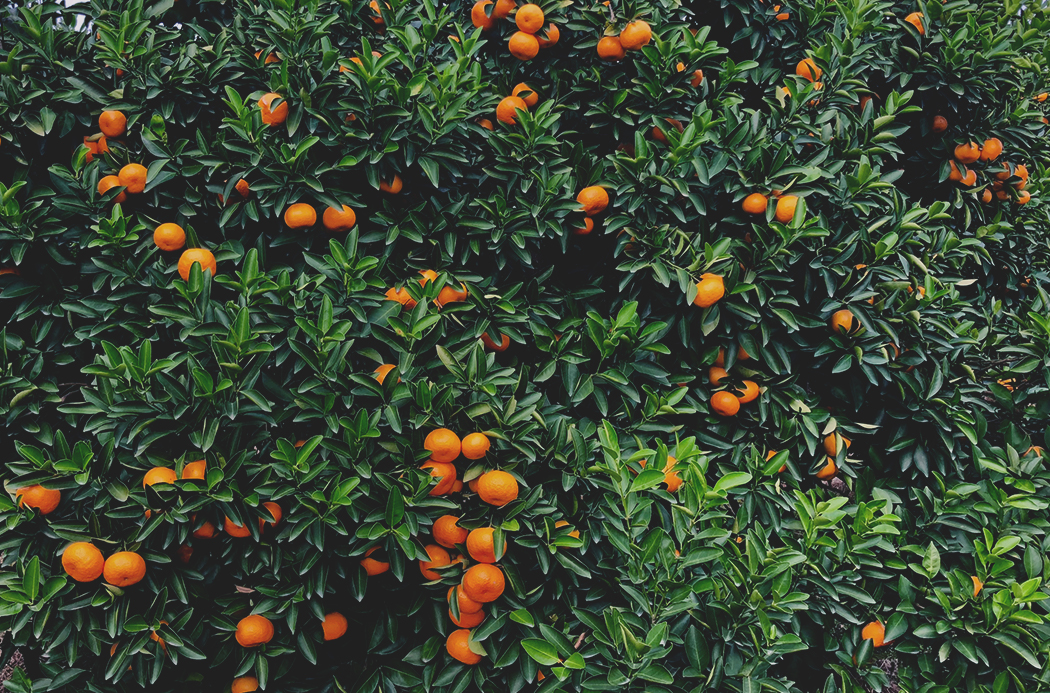Tangerine