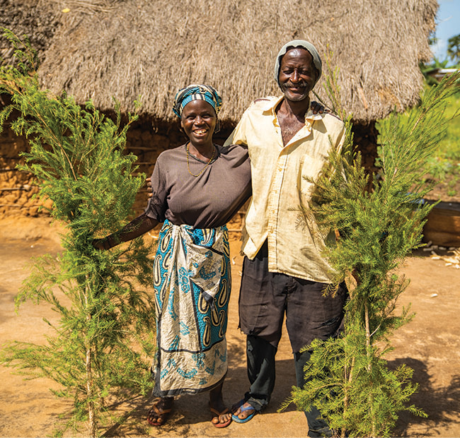 tea-tree-coimpact-kenya-sourcing-650x620-global.jpg