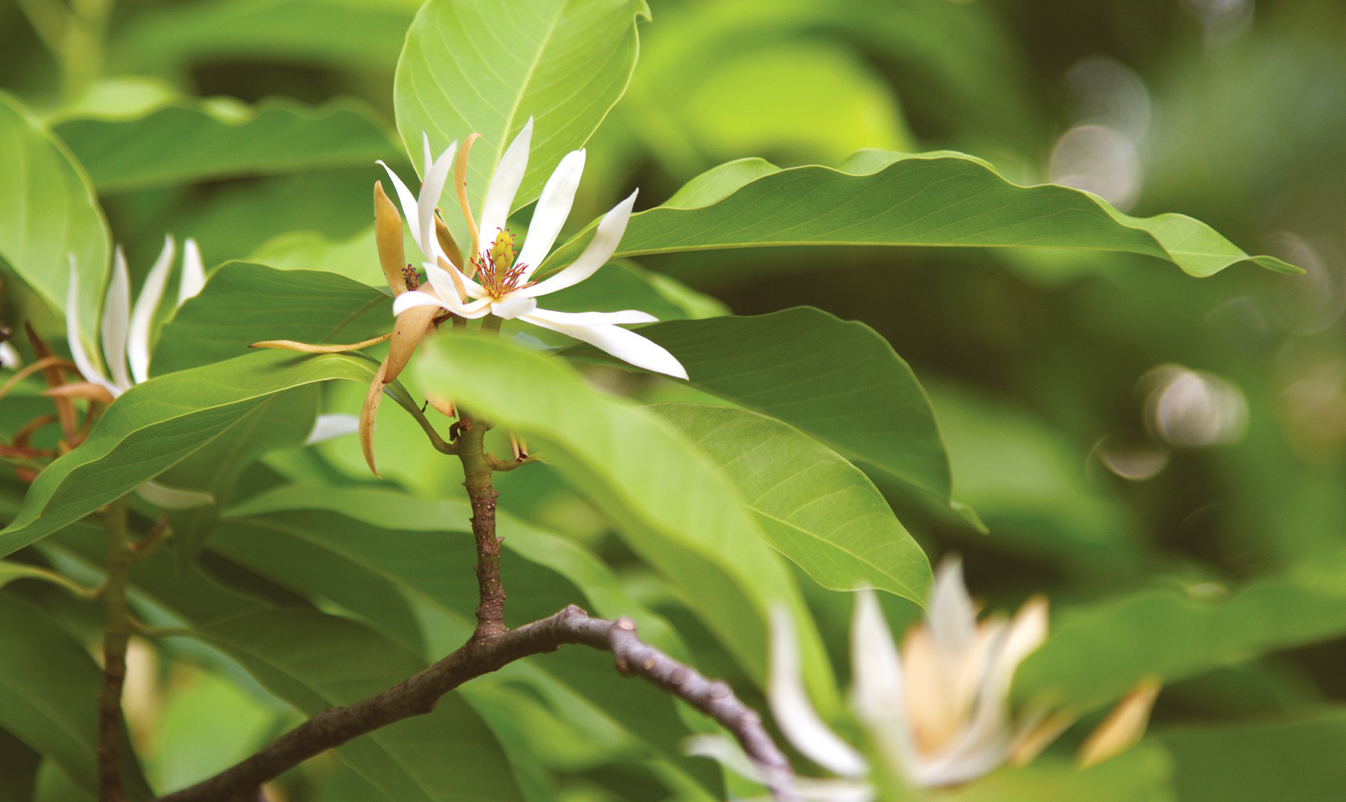 magnolia-botanical-1920x1145-global.jpg