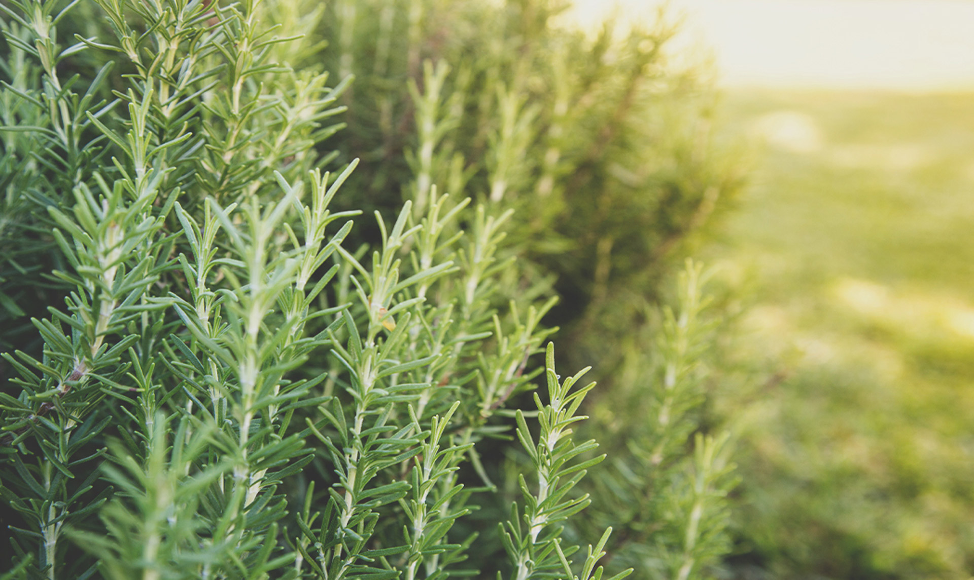 Rosemary