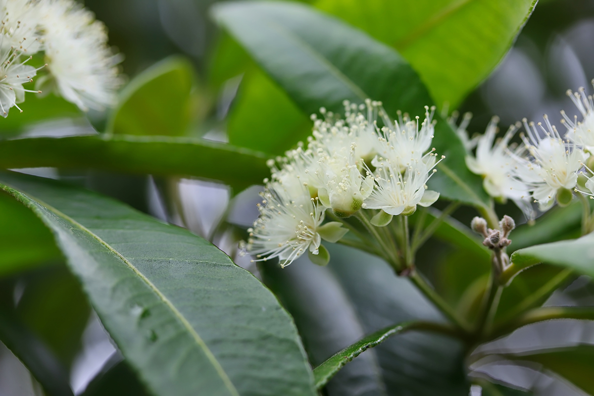 Lemon Myrtle