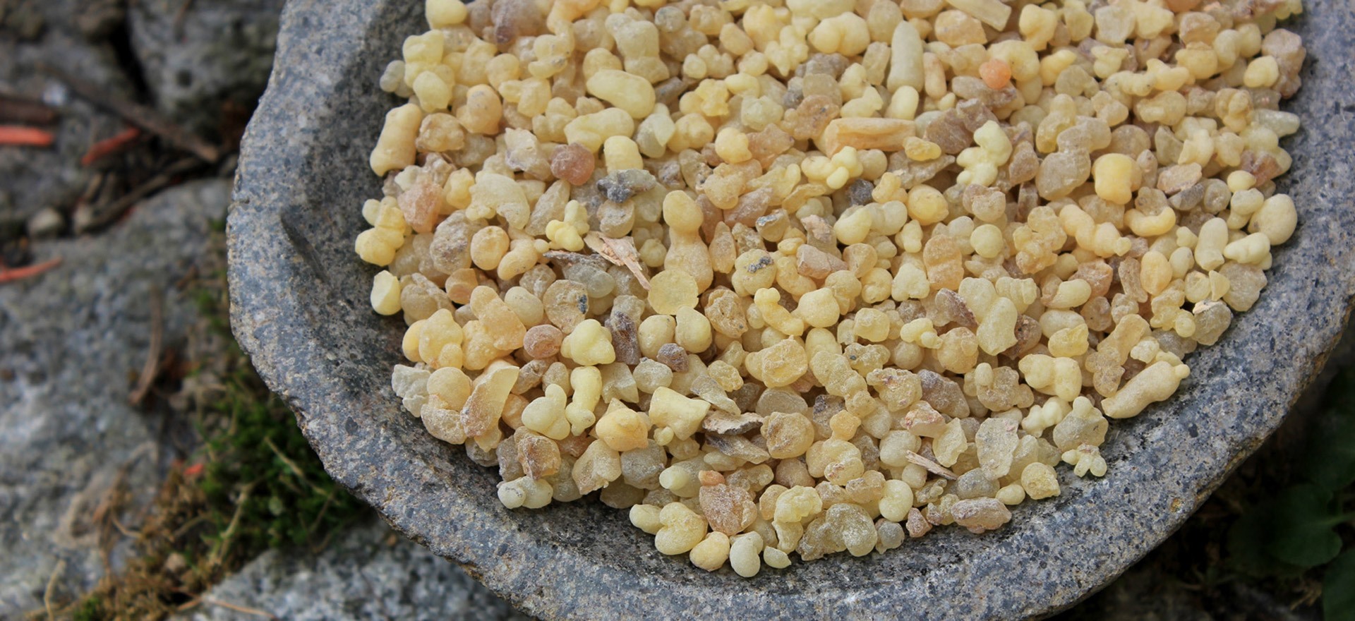 ยาง Frankincense ในชาม เชิงพฤกษศาสตร์