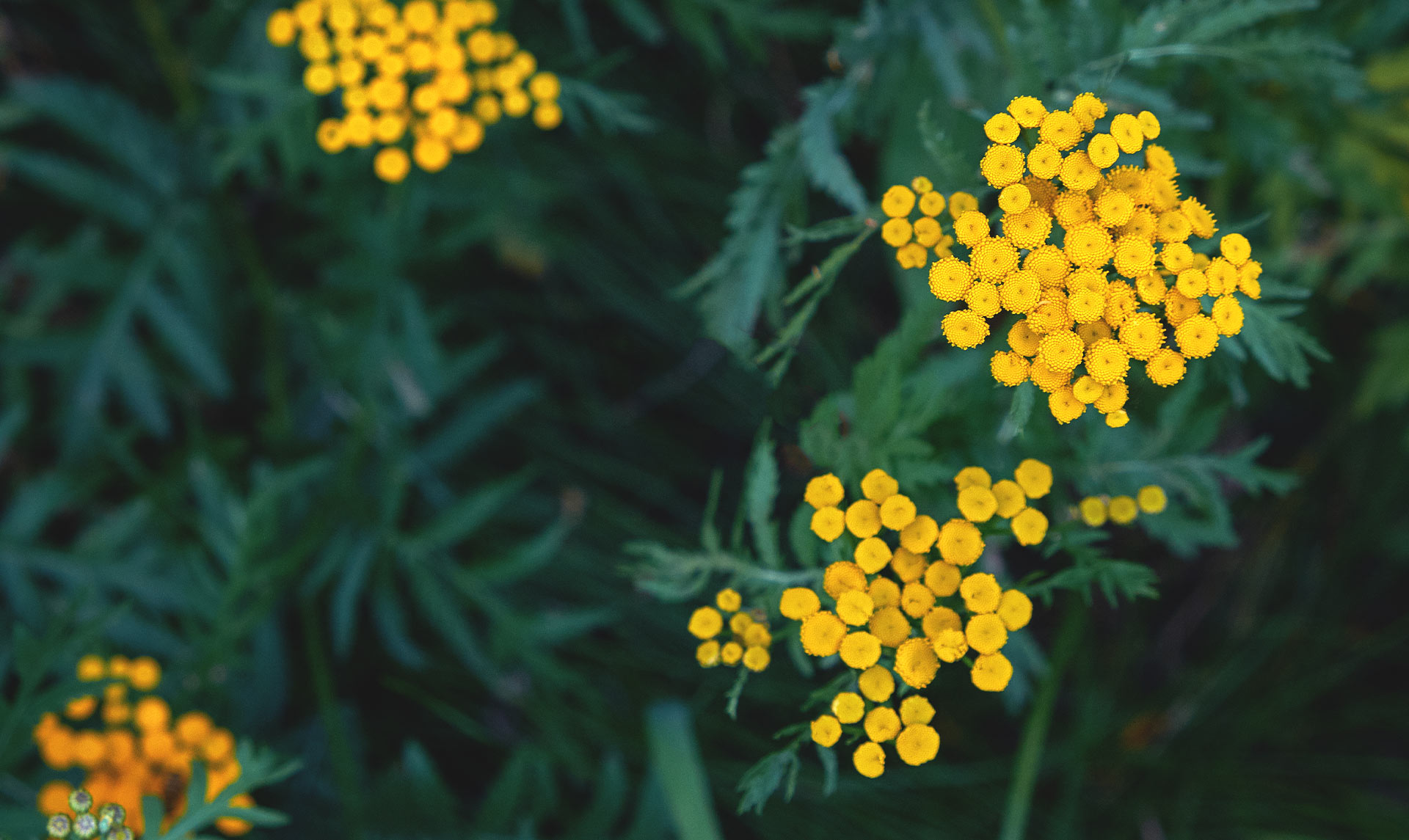 blue-tansy-flowers-1920x1145.jpg