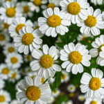 Blue chamomile flowers