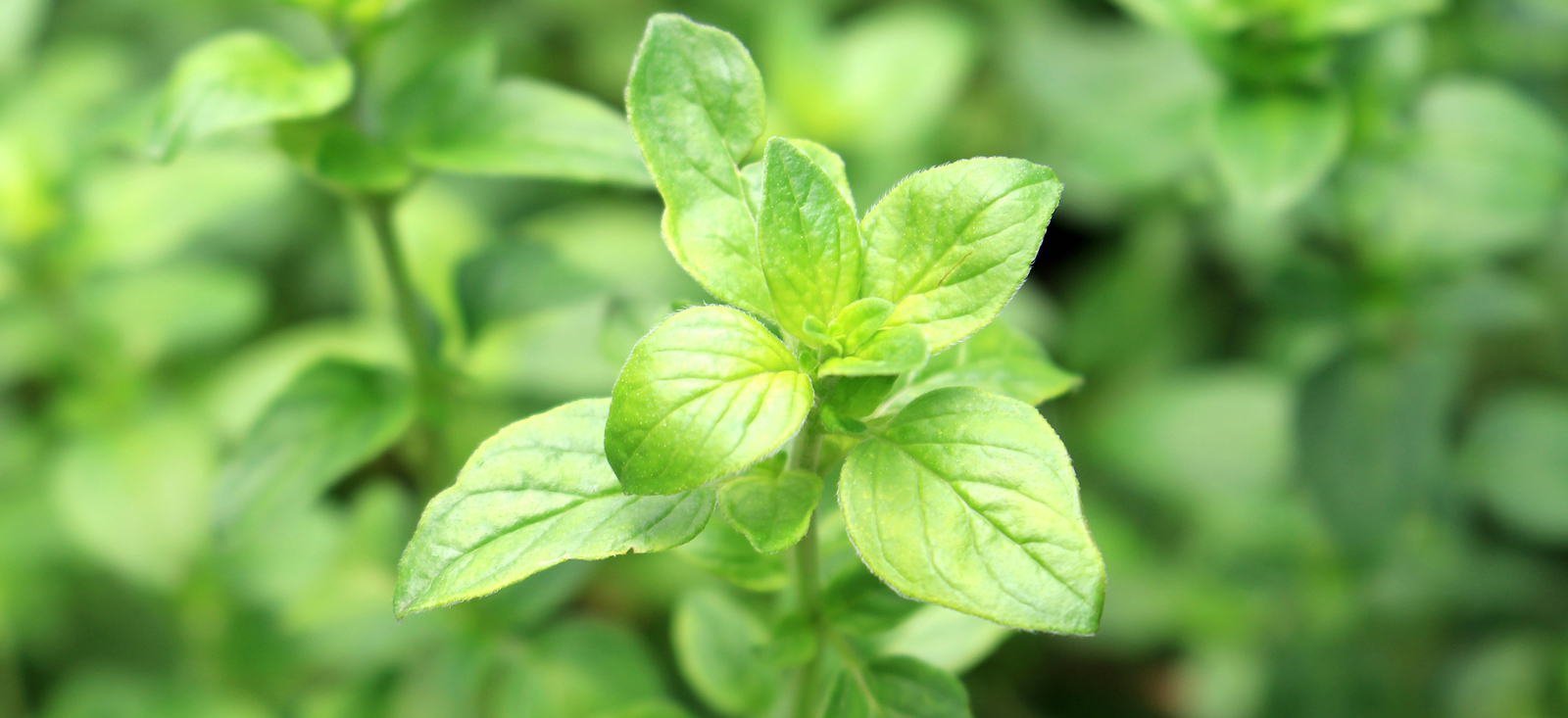 oregano-botanical-1600x733-global.jpg