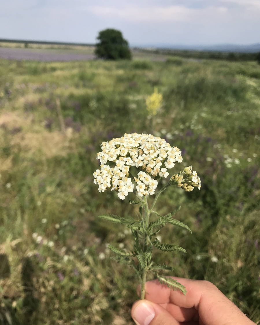 holding-yarrow-botanical-900x1125-global.jpg