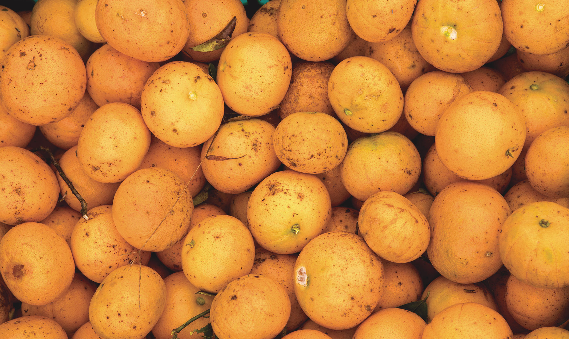 Wild Orange