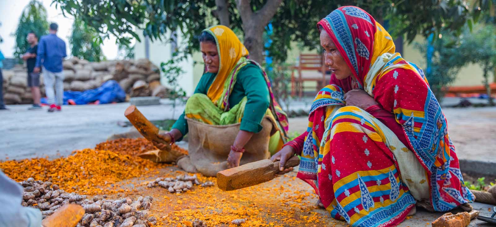 turmeric-sourcing-1600x733-global.jpg