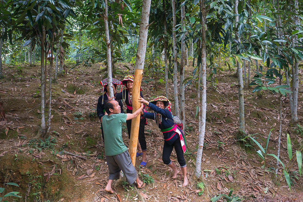 cassia-imagery-sourcing-1200x800-global.jpg