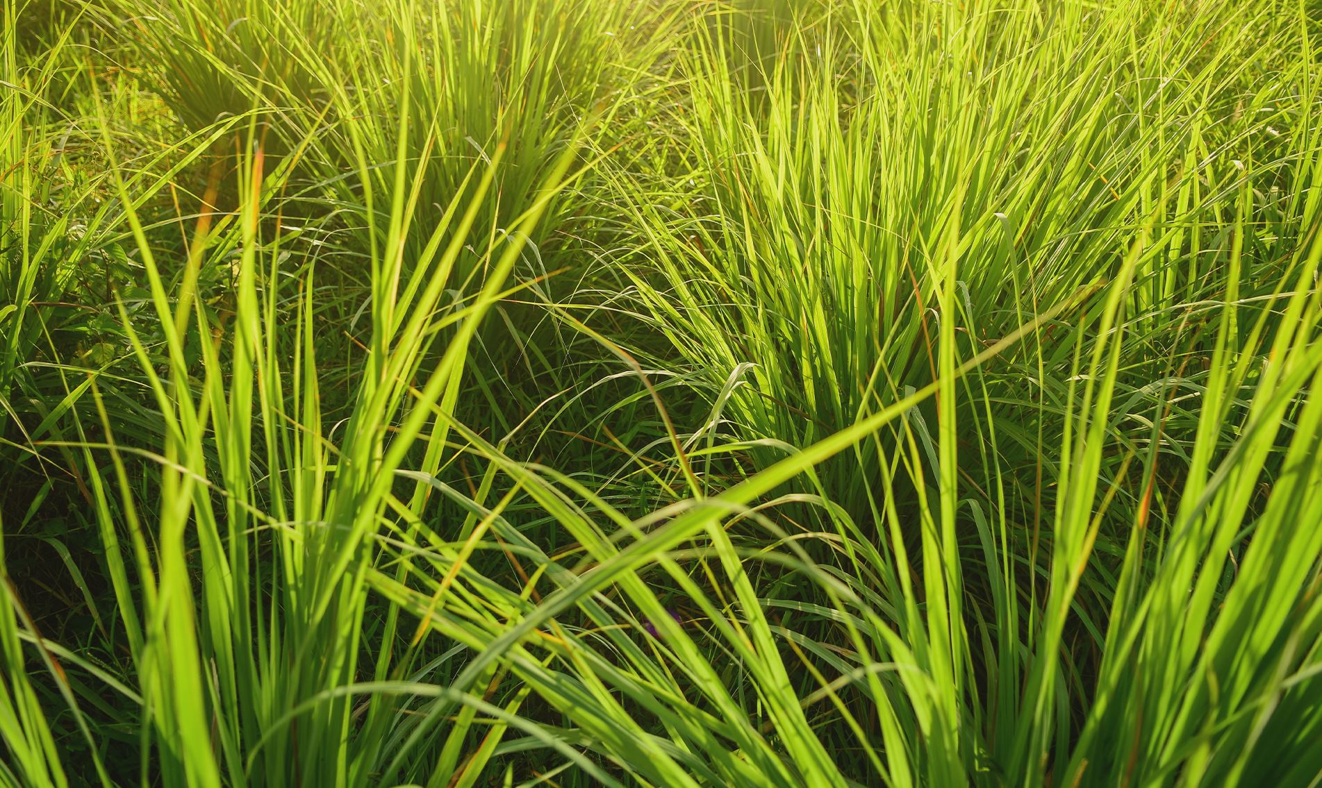 Lemongrass