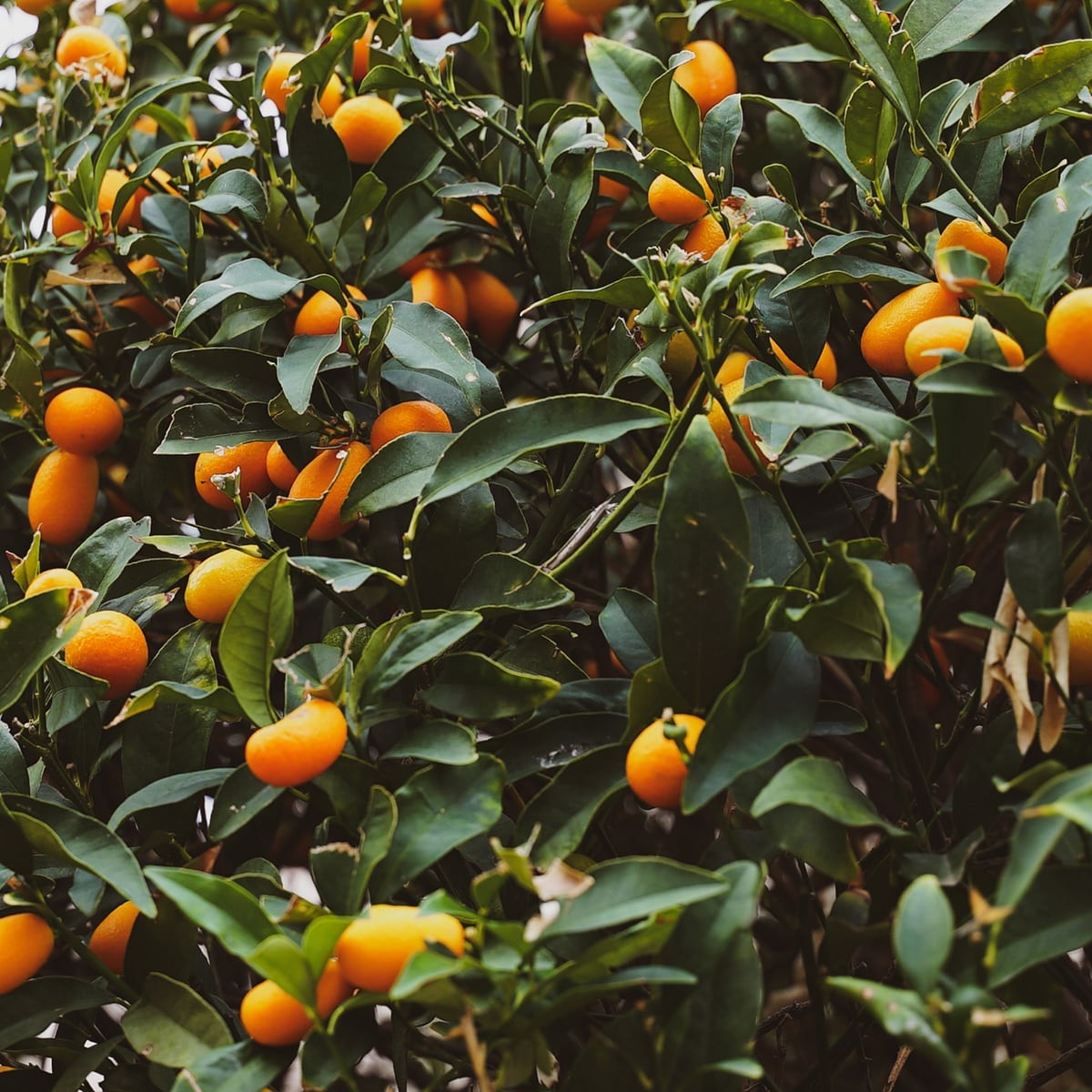 Kumquat
