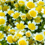 Meadowfoam
