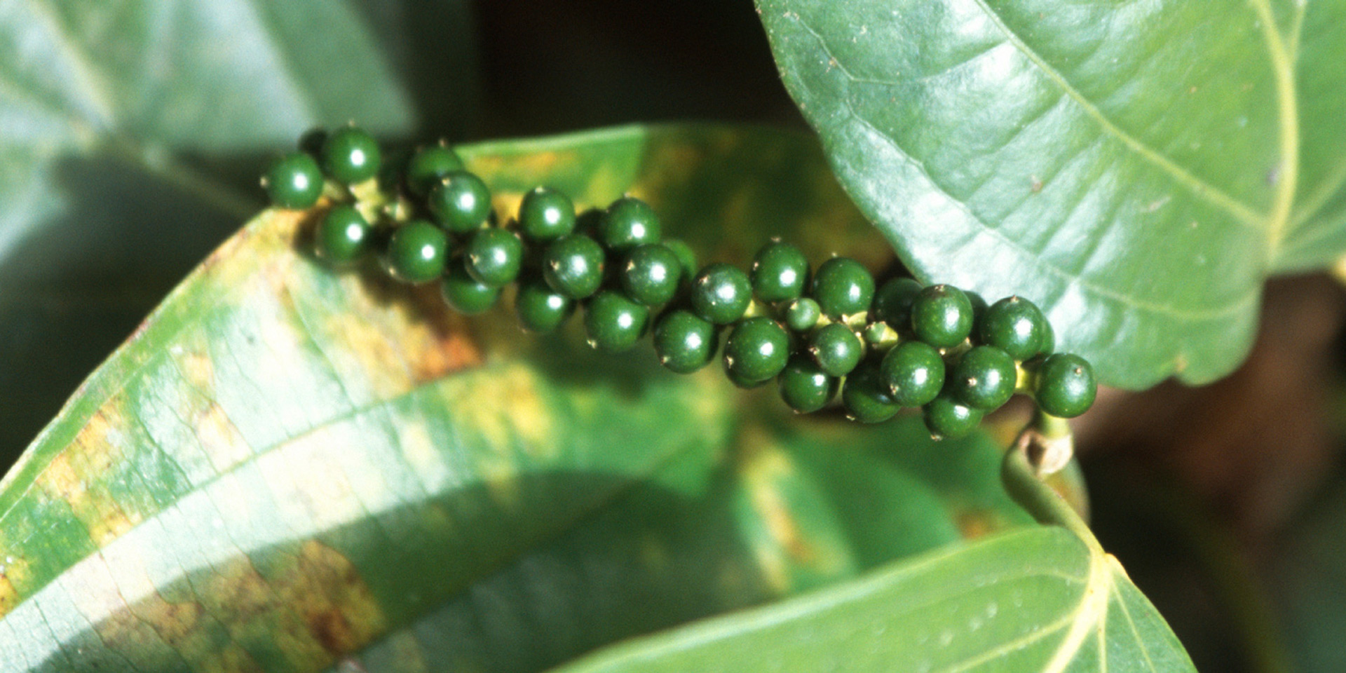black-pepper-on-tree-botanical-1920x960-global.jpg