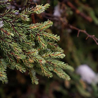 Black Spruce