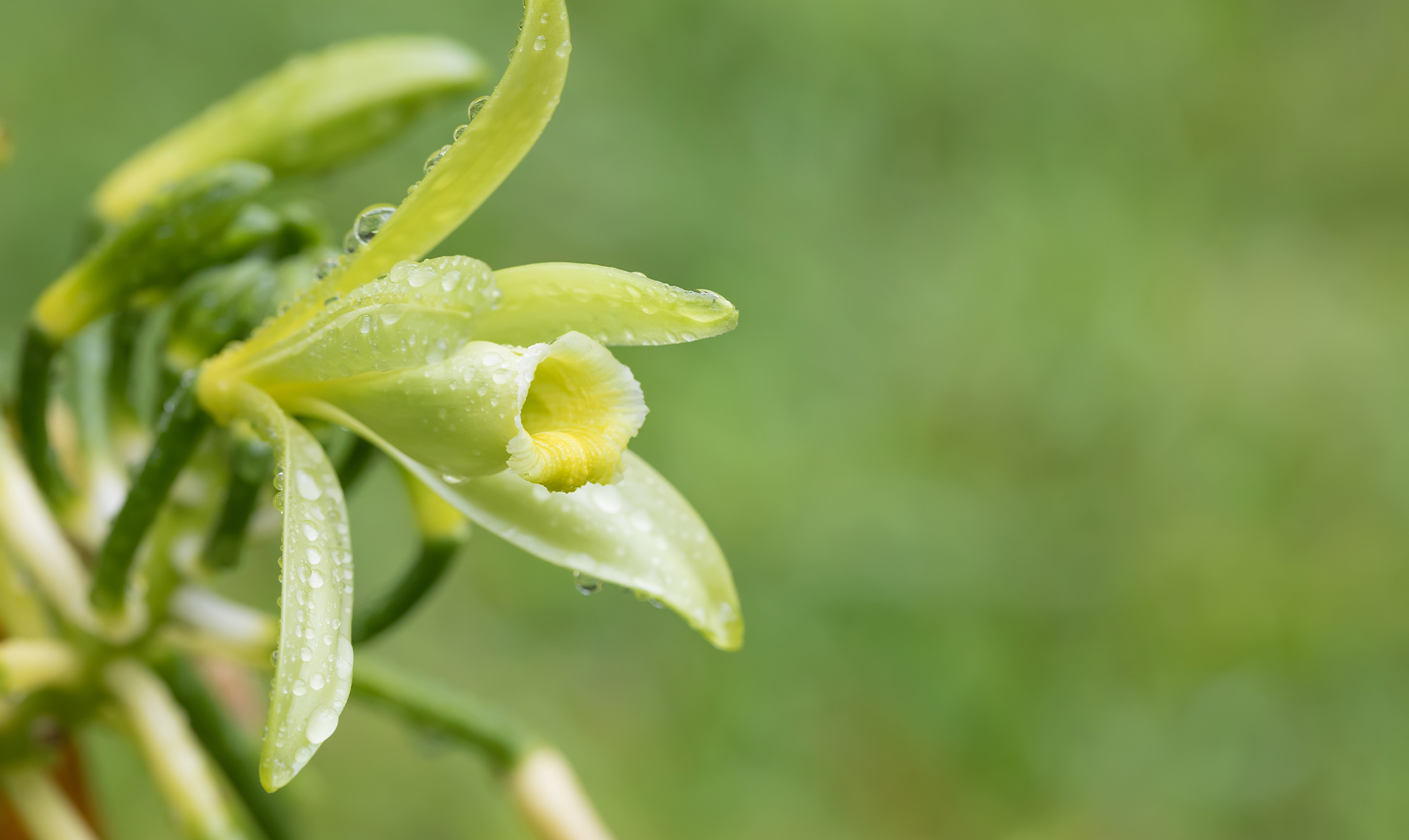 madagascar-vanilla-botanical-1920x1145-global.jpg