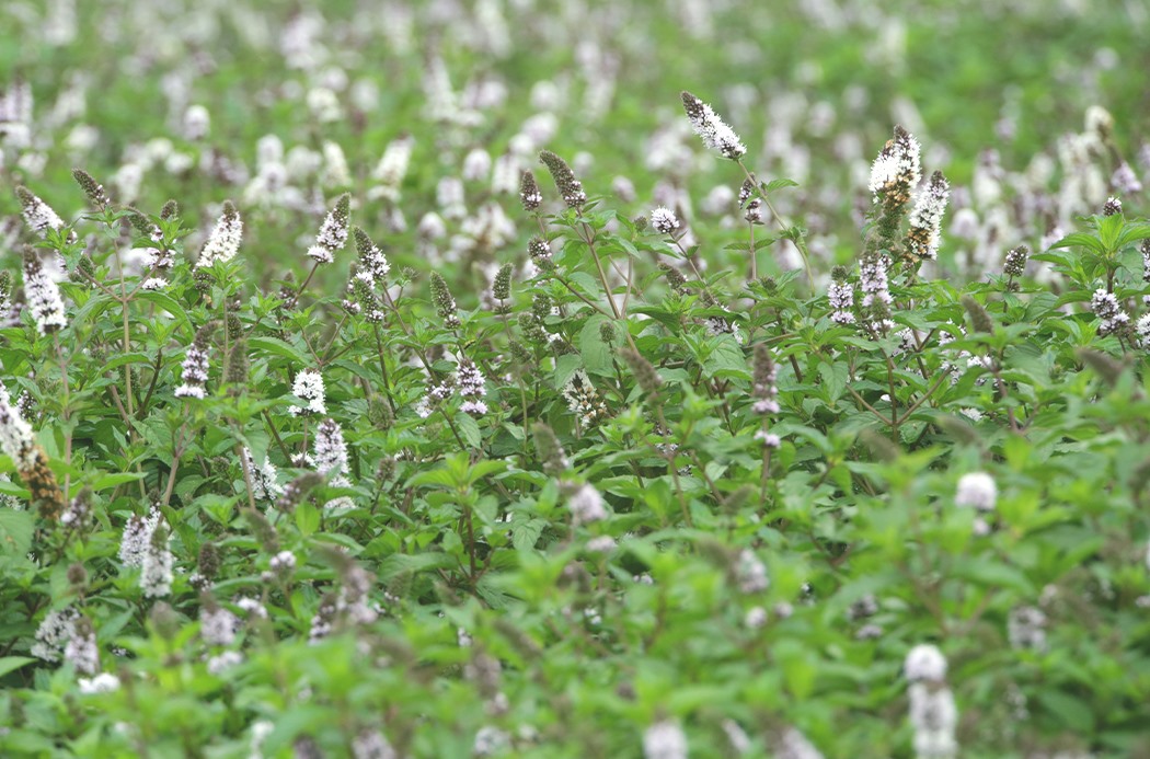 spearmint-botanical-1050x693-global.jpg