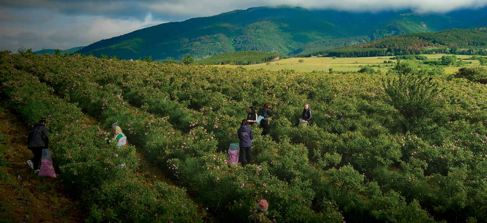 rose-sourcing-1600x733-global.jpg