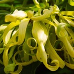 Ylang ylang flowers