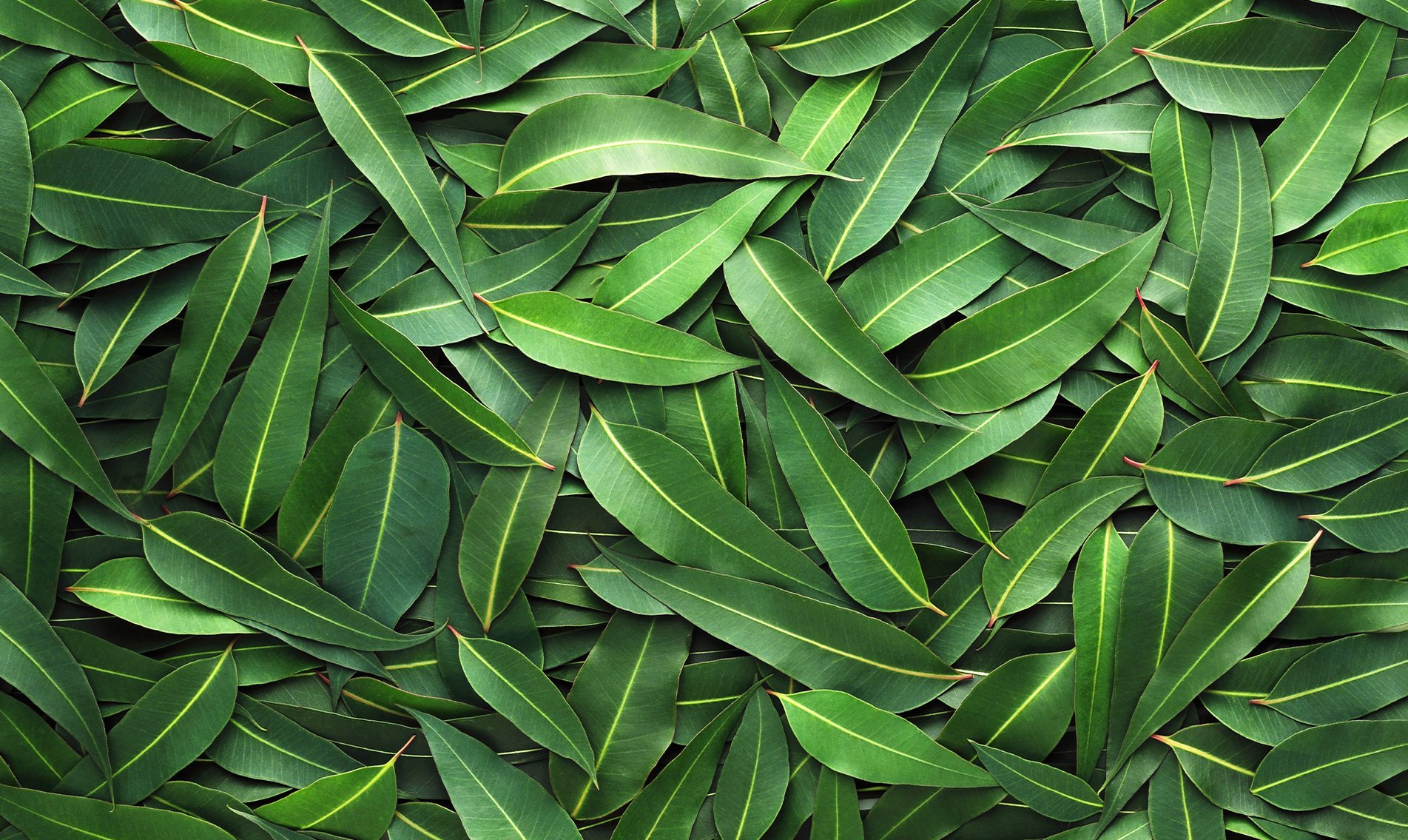 eucalyptus-botanical-1920x1145-global.jpg