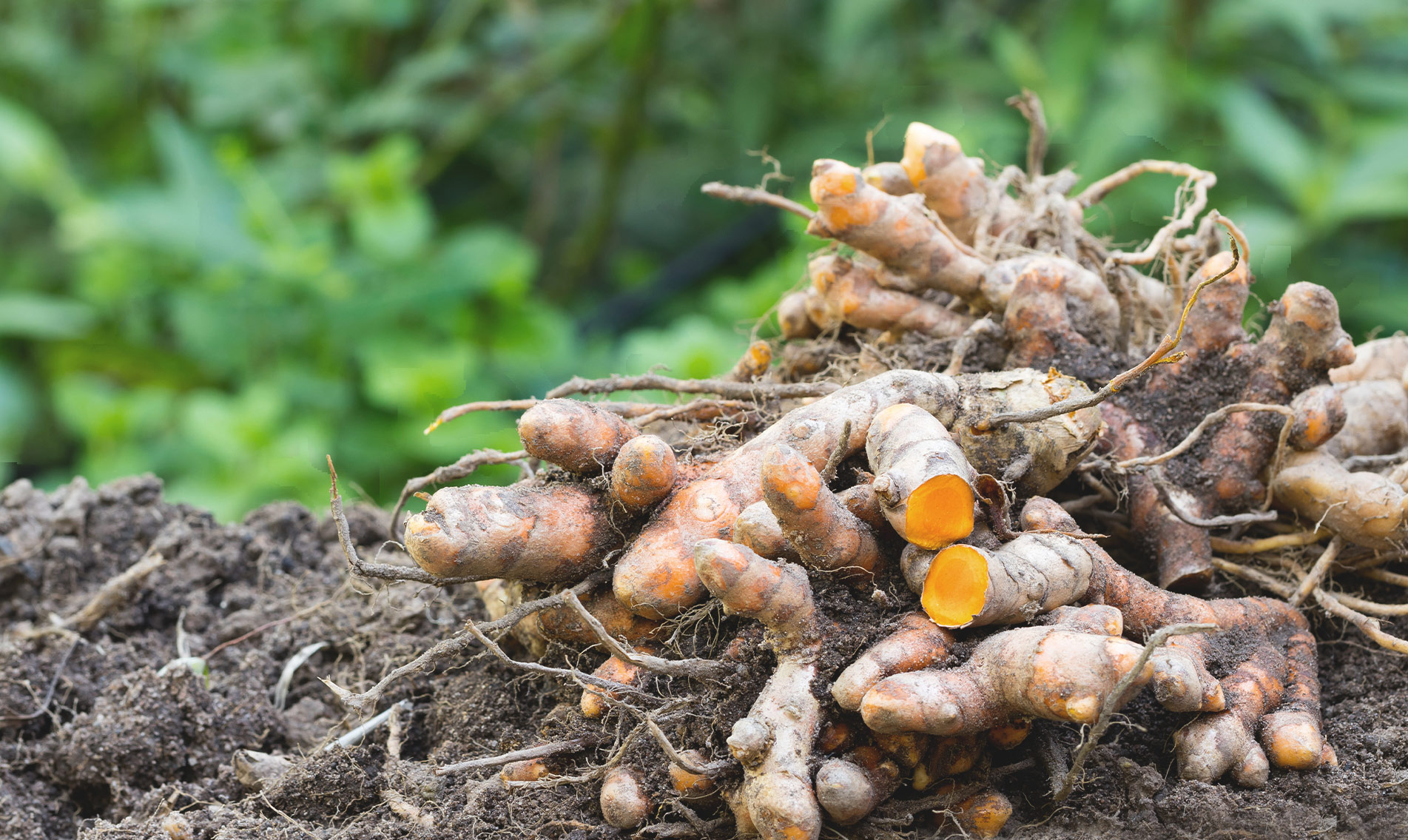turmeric-botanical-1903x1135-global.jpg