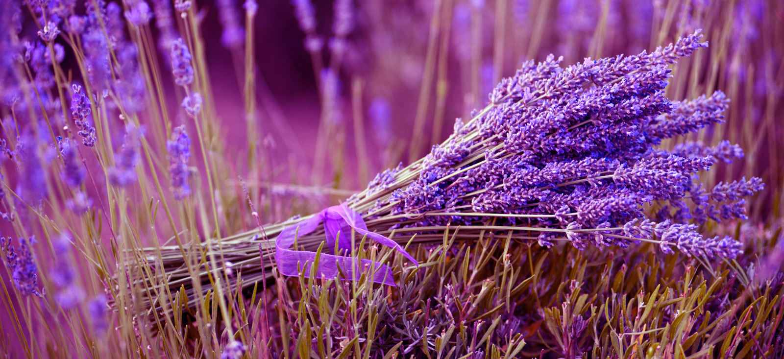 lavender-botanical-1600x733-global.jpg
