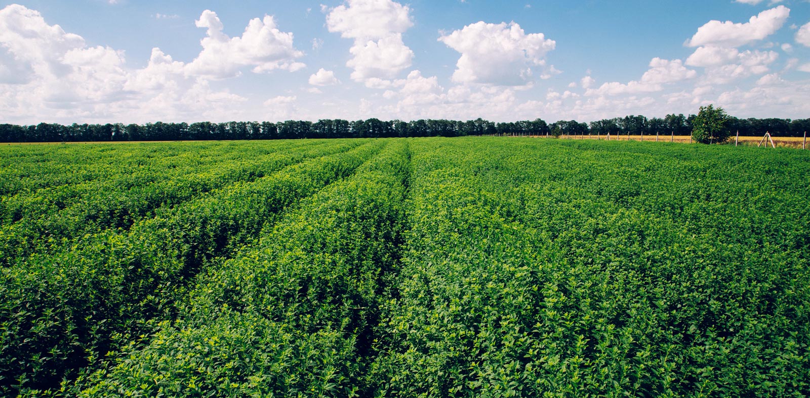 melissa-fields-blue-sky-natural-landscape-1600x733-global.jpg