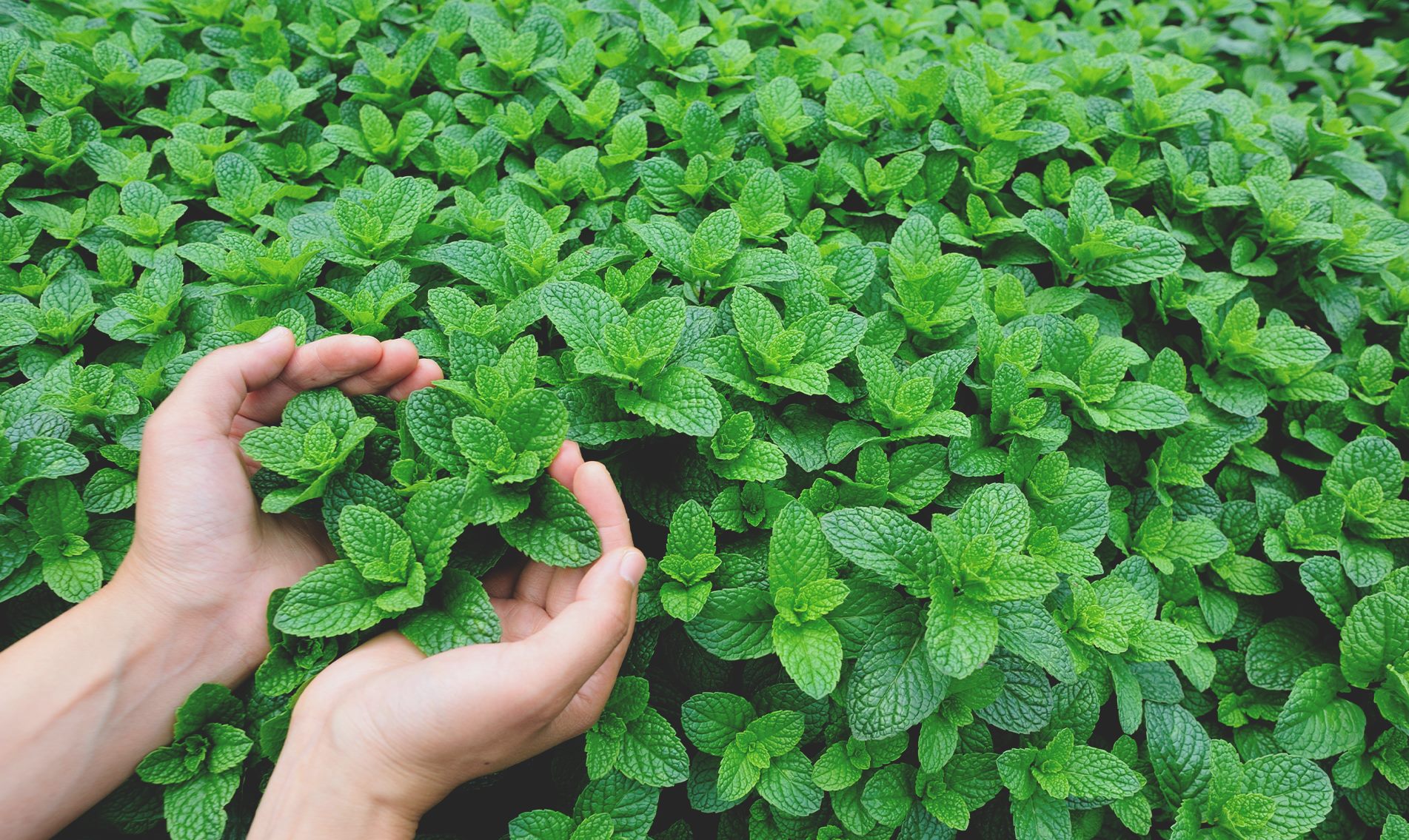 Peppermint