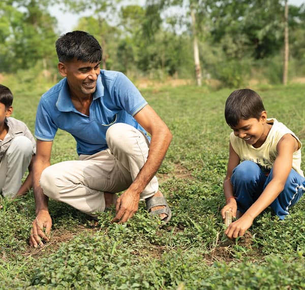 Harvesting Turmeric