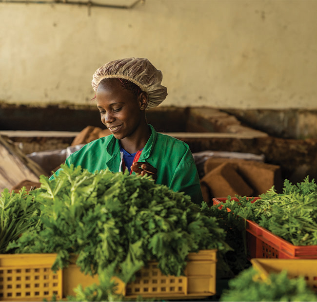geranium-2-coimpact-kenya-sourcing-650x620-global.jpg