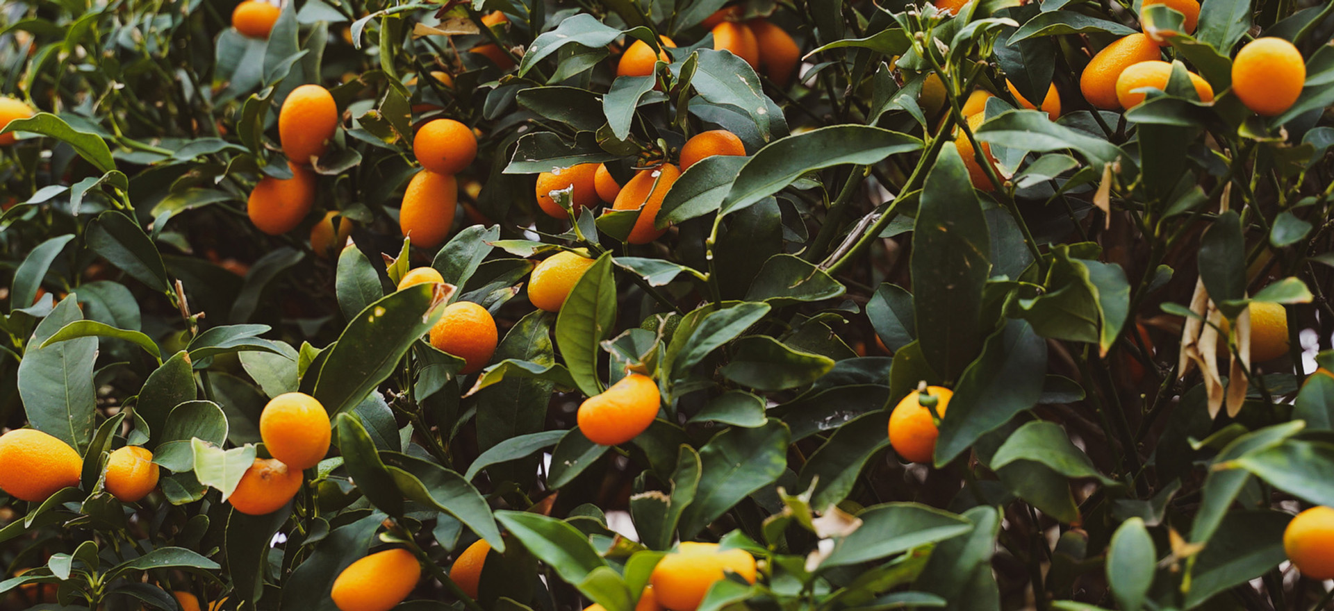 kumquat-on-tree-botanical-1920x960-global.jpg