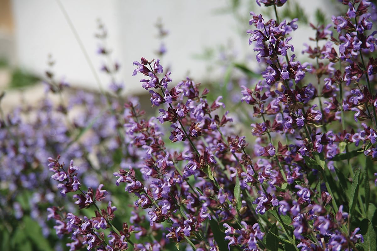 Clary Sage