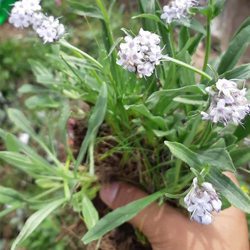 spikenard-sourcing-500x500-global.jpg